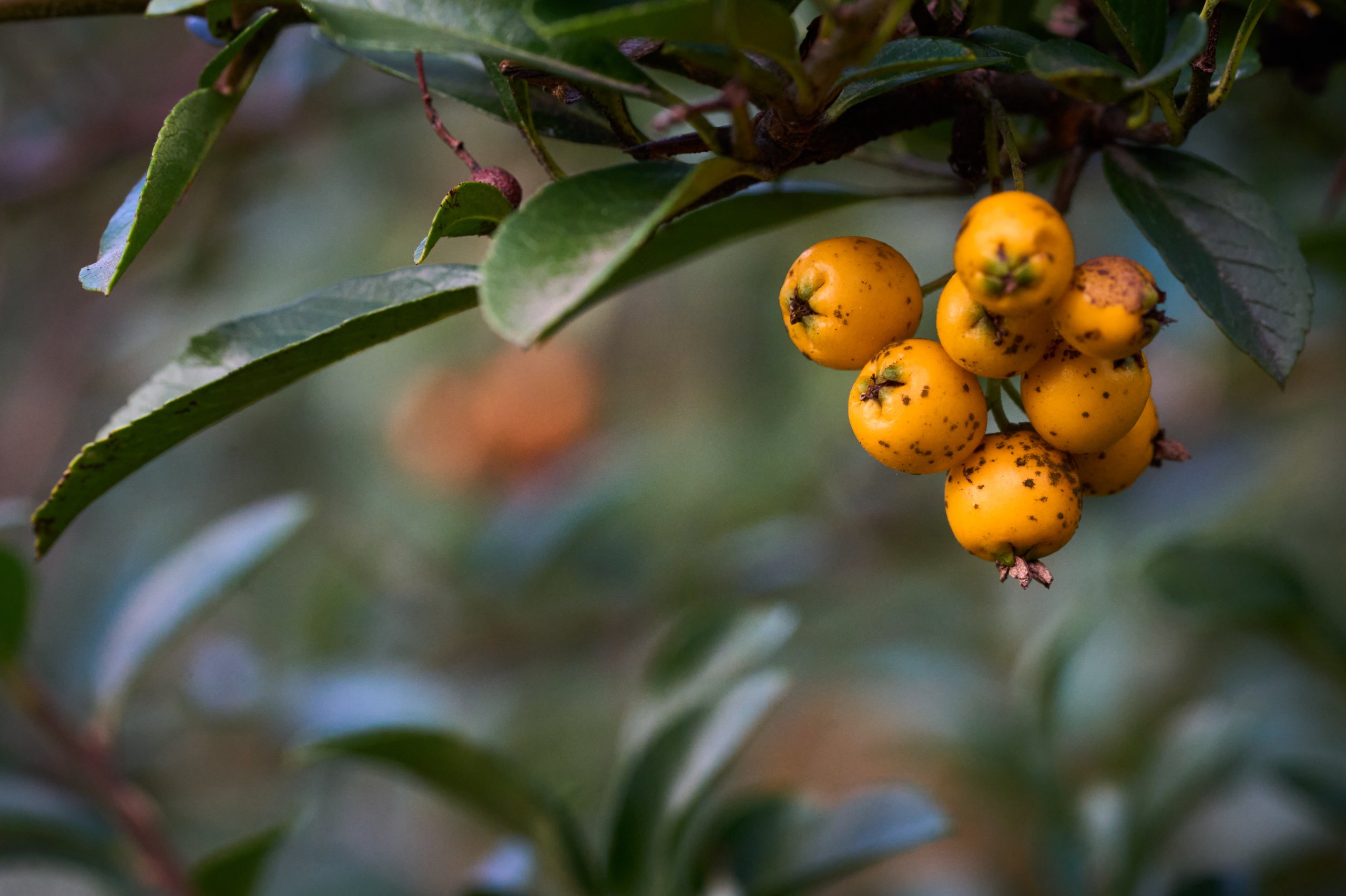 2025 11 02 Gruga 0033